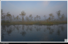 2 lutego obchodzimy World Wetland Day, czyli Światowy Dzień Mokradeł